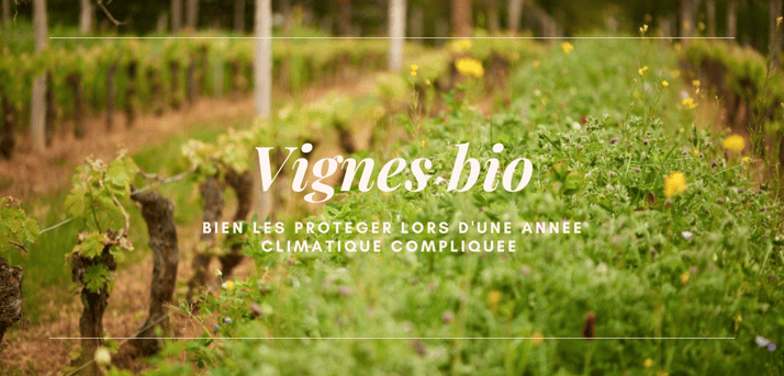 Viticulture bio : comment réussir la protection de ses vignes ?