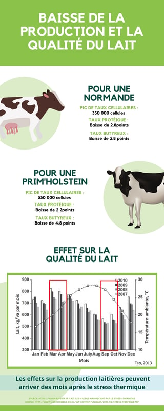 infographie-sur-la-consequence-du-stress-thermique-sur-la-qualite-et-la-production-du-lait-bovin