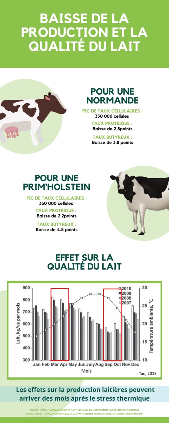 infographie sur la conséquence du stress thermique sur la qualité et la production du lait 