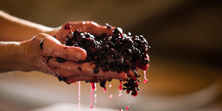 La chaptalisation : tout savoir sur cette pratique viticole encadrée