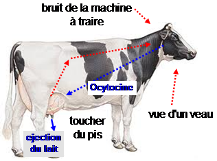 ISAGRI - 2021 - pose du faisceau trayeur coïncide avec l’éjection du lait provoquée par le pic d’ocytocine dans le sang - 0121