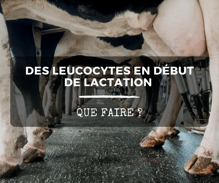 Des leucocytes en début de lactation : que faire ?