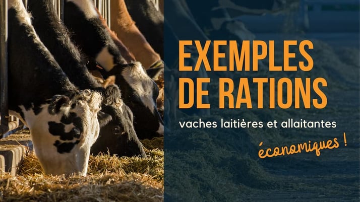Exemples de rations économiques pour vaches laitières et allaitantes