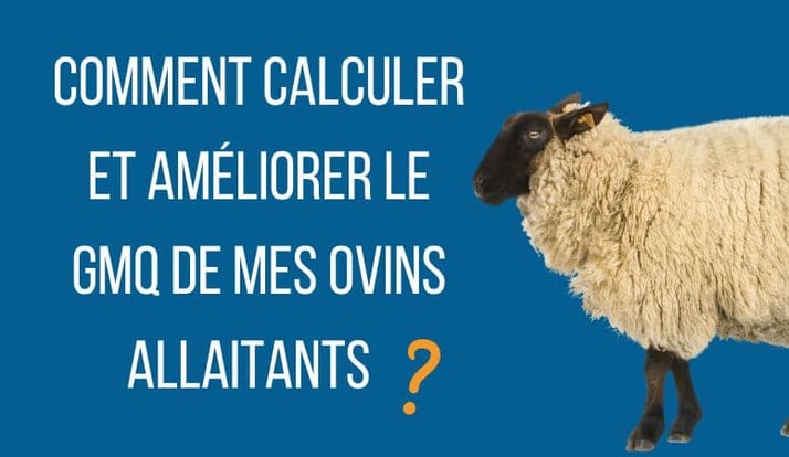 Comment calculer et améliorer le GMQ de mes ovins allaitants ?