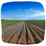 ISAGRI - 1920 - Irrigation Pommes de terre
