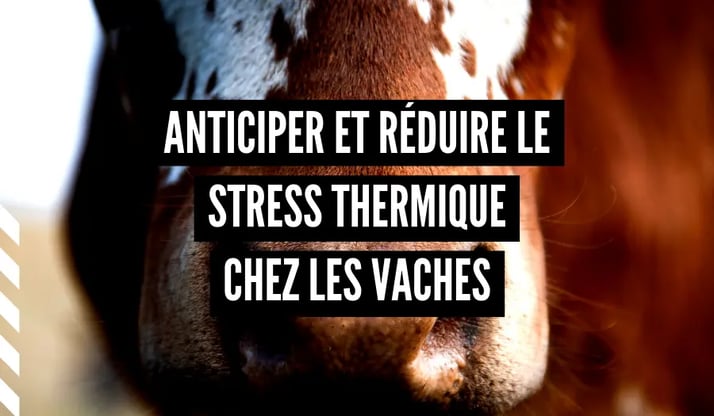 Comment anticiper et réduire le stress thermique chez les vaches ?
