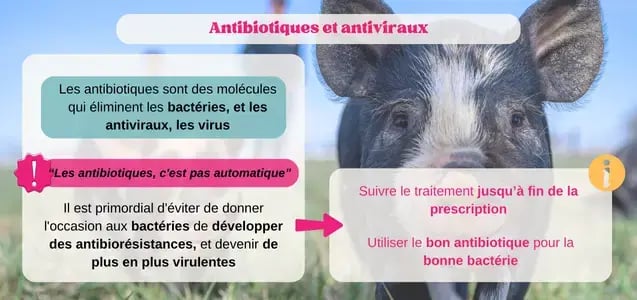 pigup photos antibiotiques antiviraux maladies porcs 2024