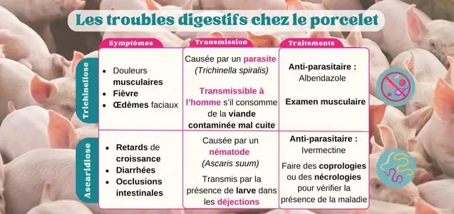 pigup impacts maladies digestives porcelet 2024