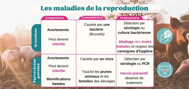 pigup photos impacts maladies reproduction porcs 2024