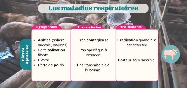 pigup-photos-maladies-respiratoires-fievre-porcs-2024