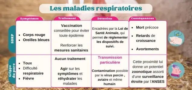 pigup-photos-points-maladies-respiratoires-maladies-porcs2024