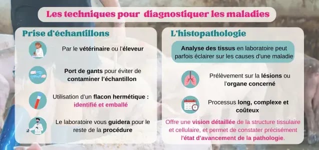 pigup-photos-techniques-diagnostiques-maladies-porcs2024