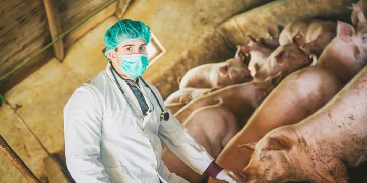 Tout Savoir sur les Principales Maladies du Porc en Élevage Porcin