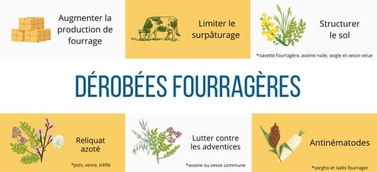 interet-derobees-fourrageres-elevage-ration