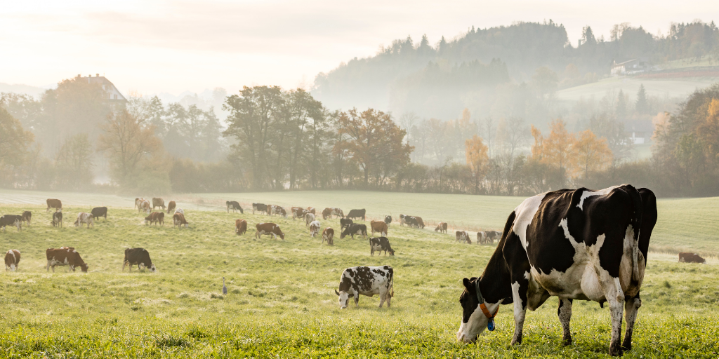 production-laitiere-se-convertir-au-bio