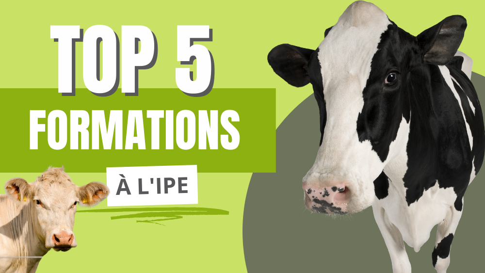 top-5-formation-insemination-par-eleveur-ipe