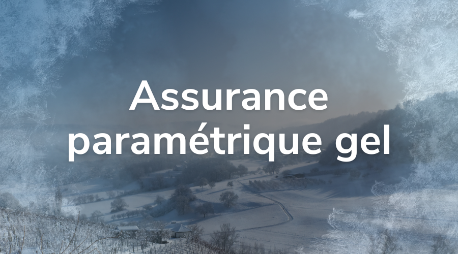 assurance-parametrique-gel-agriculture-vignes