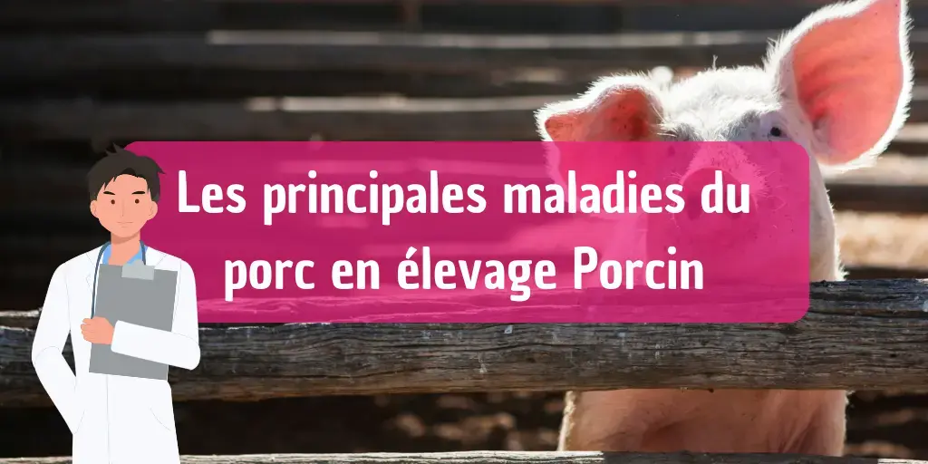 Tout Savoir sur les Principales Maladies du Porc en Élevage Porcin