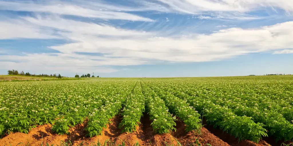 Filière pomme de terre : état des lieux post Covid-19